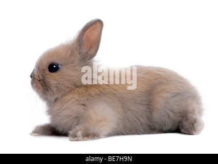 Brauner Baby Kaninchen, 5 Wochen alt vor einem weißen Hintergrund, Studio gedreht Stockfoto