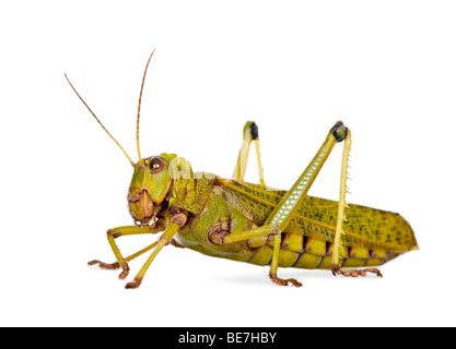 Seitliche Ansicht Riese Guianas Heuschrecke, Tropidacris Collaris, vor weißem Hintergrund Studio gedreht Stockfoto