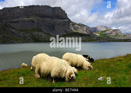 Schwarznasen Schafe weiden auf der Alm am Ufer eines Bergsees in den Walliser Alpen, Wallis, Schweiz Stockfoto