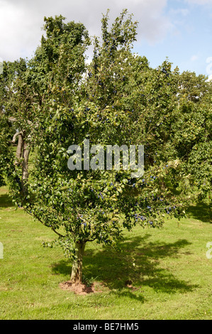 Pflaumenmus-Baum in einem Obstgarten in Herefordshire, England zeigt reife Früchte im August. Stockfoto