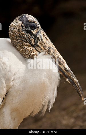 Holz-Storch (Mycteria Americana) Stockfoto