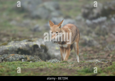 Äthiopischer Wolf (Canis Simensis) Essen ein Maulwurf Ratte, Sanetti Plateau, Bale-Mountains-Nationalpark, Äthiopien Stockfoto