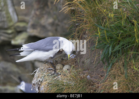 Schwarz-legged Kittiwake Rissa Tridactyla Erwachsenen kratzen vom Nest mit zwei Eiern auf gemeinsame, UK im Juni. Stockfoto