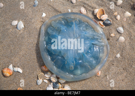 Blaue Quallen an Strand gespült Stockfoto