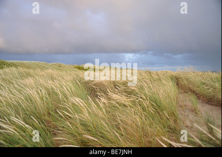 Dünen auf einem Norh Meer isand Stockfoto