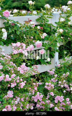 Tropical Twist Miniatur Rose und größeren Eden Rose am Zaun am Erbstück Gardens, St. Paul, Oregeon Stockfoto