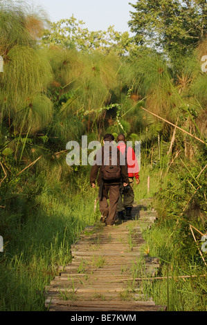 geführte Wanderung im Bigodi Wetland Heiligtum Stockfoto