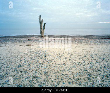 Malerische Landschaftsblick auf ein einsamer toter Baum durch Erosion auf und eisigen Tag an einem Sandstrand am Covehithe in Suffolk Stockfoto