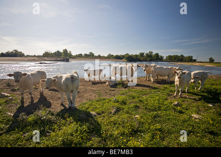 Umfangreichen Rasse Charolais Kühe entlang der Fluss Allier (Allier). Elevage Extensif de Bovins Charolais au Bord de 19.Jhd. Stockfoto