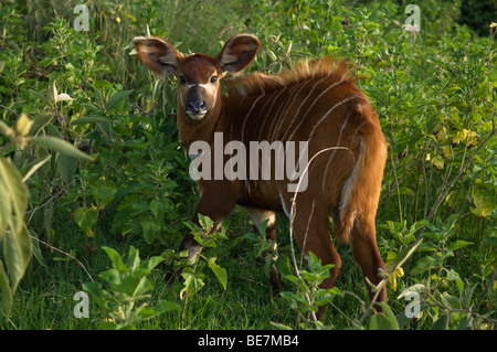 Young Bongo, Tragelaphus Euryceros, Mount Kenya, Kenia Stockfoto