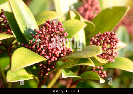 Skimmia Japonica 'Rubella' im Keim zu ersticken, England UK Stockfoto