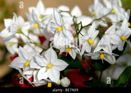 Kartoffel-Rebe (Solanum Jasminoides Album) Blumen, England, UK Stockfoto