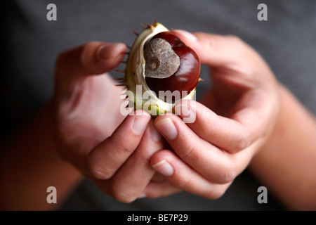 Ein paar Hände halten eine Rosskastanie oder conker Stockfoto