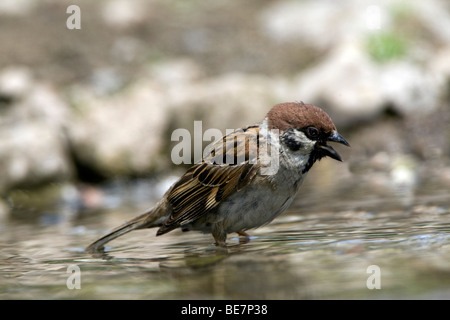 Eurasische Baum-Spatz (Passer Momtanus) Baden Stockfoto