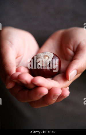 Ein paar Hände halten eine Rosskastanie oder conker Stockfoto