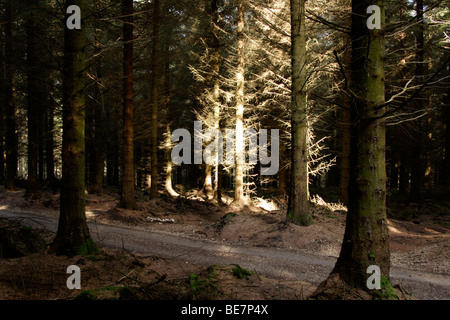 Sonnenlicht fällt auf einzelne Kiefer in Nadel-Wald, Wales, UK Stockfoto