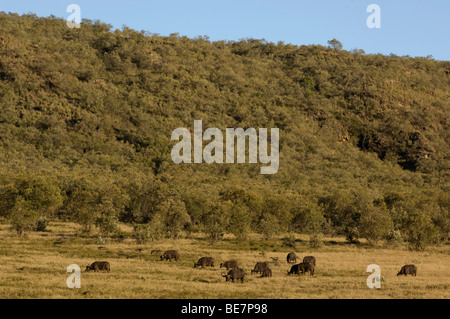 Büffel (Syncerus Caffer Caffer), Hells gate Nationalpark, Naivasha, Kenia Stockfoto