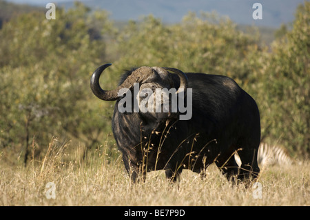 Büffel (Syncerus Caffer Caffer), Hells gate Nationalpark, Naivasha, Kenia Stockfoto