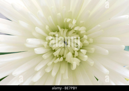 Weiße Chrysantheme Blume Nahaufnahme Stockfoto