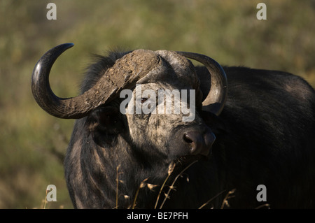 Büffel (Syncerus Caffer Caffer), Hells gate Nationalpark, Naivasha, Kenia Stockfoto