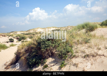 Die Dünen zwischen Scheveningen und Katwijk Holland Stockfoto