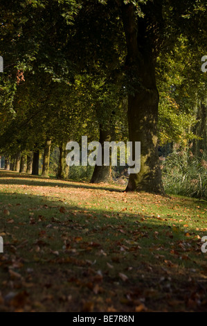 Herbstlaub auf dem Rasen in der Nähe von Bäumen gesäumten Pfad liegend Stockfoto