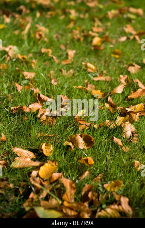 Herbstlaub auf dem Rasen liegend Stockfoto