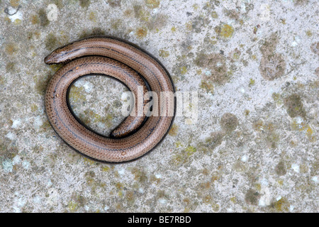 Blindschleiche (geschiedenen Fragilis) auf Beton, England, UK Stockfoto