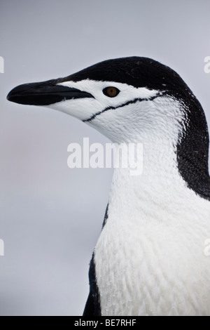 Close-up Profil Zügelpinguin Kopf schultern Blick Auge öffnen feather Detail negativen Raum Soft Focus Hintergrund Süd-Orkney Inseln der Antarktis Stockfoto