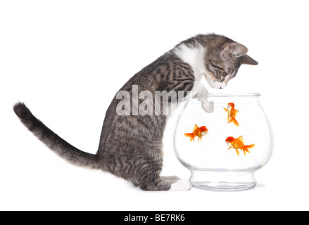 Neugierige Kätzchen beobachten Fische schwimmen mit Pfoten auf Aquarium Stockfoto