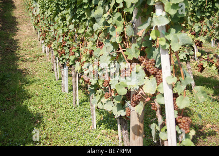 Pinot Grigio Trauben reifen auf der Weinstrasse von Luxemburg, Luxemburg Mosel, Luxemburg Stockfoto