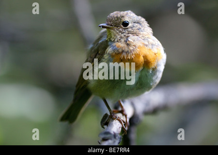 Gerade flügge Vogel auf Erstflug aus dem Nest. Stockfoto