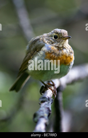 Gerade flügge Vogel auf Erstflug aus dem Nest. Stockfoto