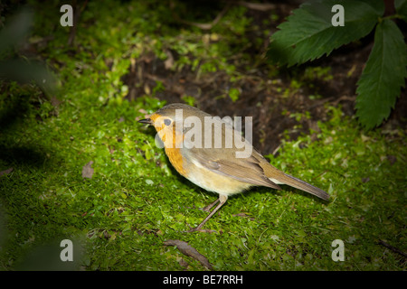 Wildvogel Robin in einem natürlichen Lebensraum. Tierfotografie. Stockfoto