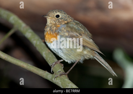 Gerade flügge Vogel auf Erstflug aus dem Nest. Stockfoto