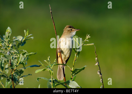Große Reed Warbler Acrocephalus arundinaceus Stockfoto