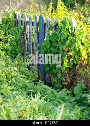 Efeu bedeckt Tor. Stockfoto