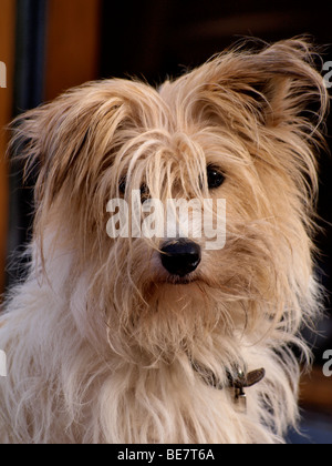 Scruffy Hund Stockfoto