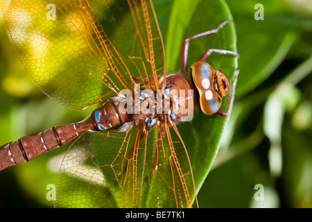 Nahaufnahme von Kopf und Körper braun Hawker Libelle Stockfoto