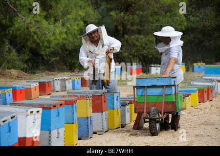 Imker Honig aus bunten Bienenstöcke in der Nähe von Kiefern in Sithonia Nordgriechenland sammeln Stockfoto