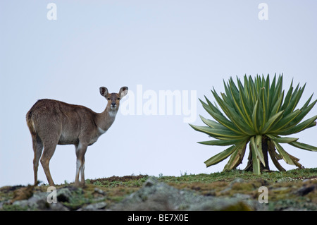 Berg-Nyala (Tragelaphus Buxtoni), Sanetti Plateau, Bale-Mountains-Nationalpark, Äthiopien Stockfoto