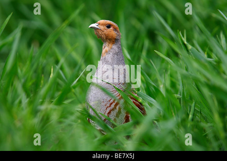 Grey Rebhuhn (Perdix Perdix) hohes Gras, Porträt, Burgenland, Österreich, Europa Stockfoto