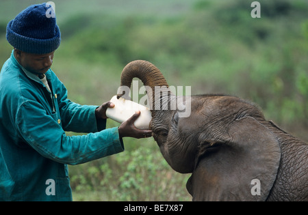 Ein junger Elefant (Loxodonta Africana) gefüttert mit der Flasche, Sheldricks Elephant Orphanage, Wildpark in Nairobi, Kenia, Afri Stockfoto