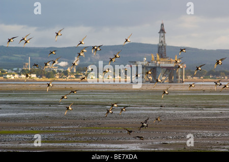 Herde der Pfeifente, Anas Penelope, überfliegen Wattenmeer am Cromarty Firth. Hinter ist ein Öl-Bohrinsel, die Arktis 2. Stockfoto