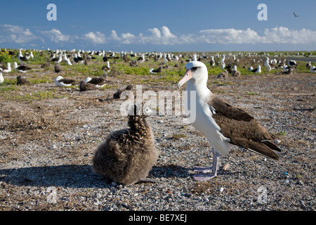 Laysan Albatros (Phoebastria Immutabilis) Eltern und Küken in Albatross Kolonie auf Midway-Atoll Stockfoto