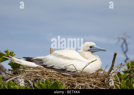 Farbe weiß Morphen von Red-footed Booby Nesting, Midway Atoll Stockfoto