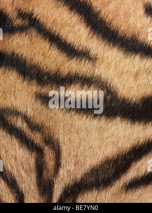 Tiger Fell, detail Stockfoto