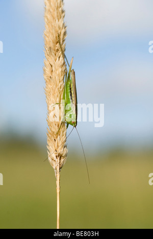 Een Eenbandig Spitskopje Op Gras, A schlanke Wiese Grashuepfer auf Rasen. Stockfoto