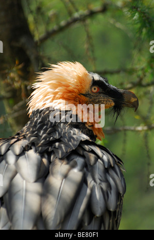 Bartgeier, Bartgeier, sollten barbatus Stockfoto