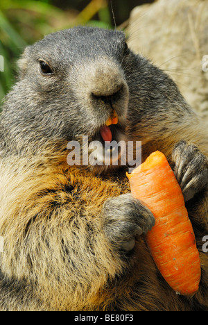 Murmeltier nagt an Karotten, Alpine Murmeltier, Marmota marmota Stockfoto